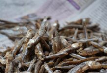 근육 감소증 예방을 위한 운동법 a pile of dried fish sitting on top of a newspaper