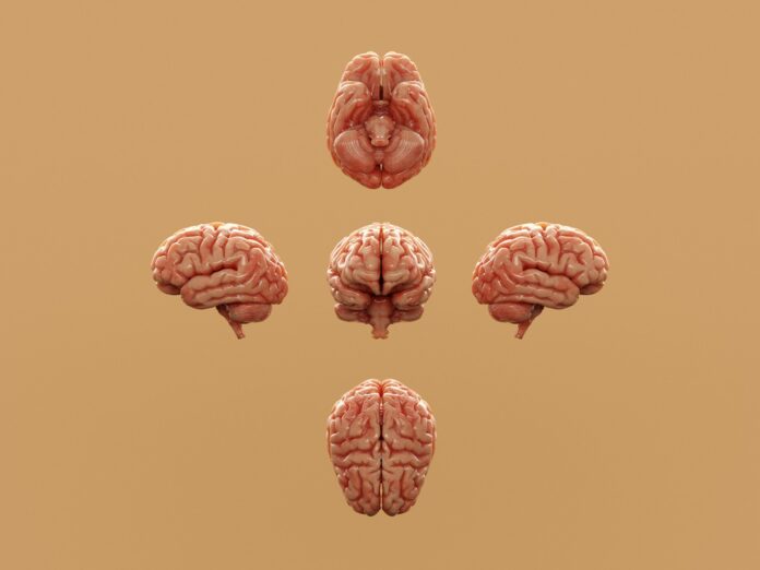 Photo by Aakash Dhage Various perspectives of a human brain are displayed.